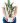 ctenanthe-grey-star-taiquen-1