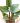 ctenanthe-grey-star-taiquen-2