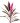 dracena-cordilina-morada-2025-1