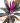 dracena-cordilina-morada-2025-2